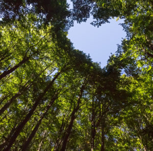 cuidate escuchate masaje ayurveda